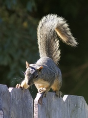 Sciurus niger