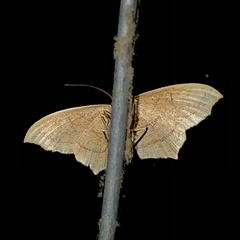 Timandra amaturaria