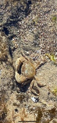 Paragrapsus quadridentatus