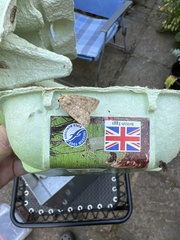 Hoplodrina octogenaria