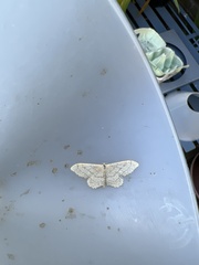 Idaea aversata