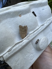 Hoplodrina octogenaria