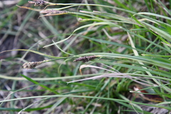 Carex eleusinoides