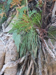 Psilotum nudum