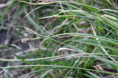 Carex eleusinoides