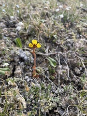 Saxifraga macrocalyx
