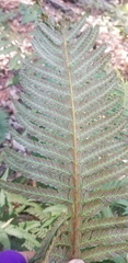 Polystichum californicum