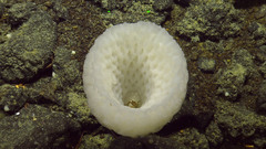 Hexactinellida