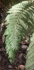 Polystichum californicum