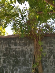 Ficus subpisocarpa