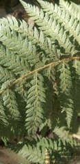 Polystichum californicum