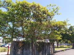 Ficus subpisocarpa