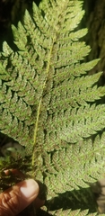 Polystichum californicum