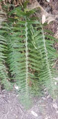 Polystichum californicum