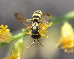 Nomada suavis