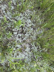 Antennaria microphylla