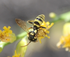 Nomada suavis