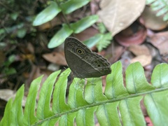 Mycalesis perseoides