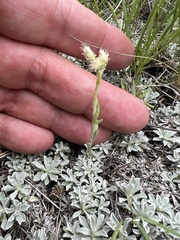 Antennaria microphylla