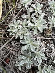 Antennaria microphylla