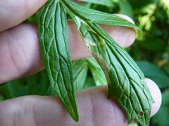 Liriomyza valerianivora