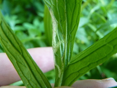 Liriomyza valerianivora