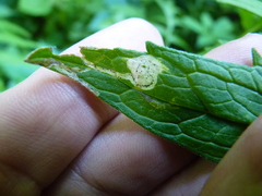 Liriomyza valerianivora