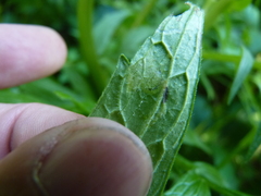 Liriomyza valerianivora