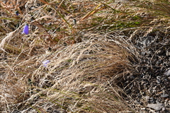 Poa glauca