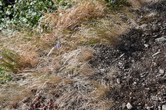 Poa glauca