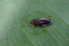 Cephaloconus cyprinus