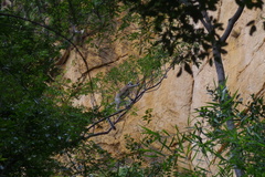 Lemur catta