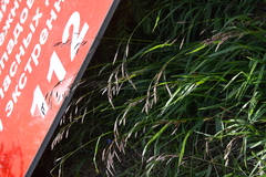 Bromus pumpellianus