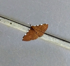 Corgatha pusilla