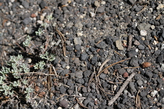 Exoprosopa dorcadion