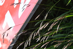 Bromus pumpellianus