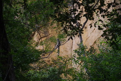 Lemur catta