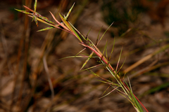 Cymbopogon refractus