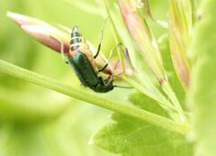 Cordylepherus viridis