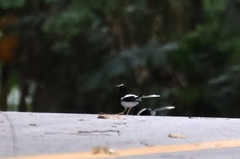 Enicurus leschenaulti indicus