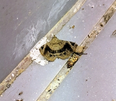 Pangrapta parsimonalis