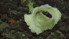 Pinulasma