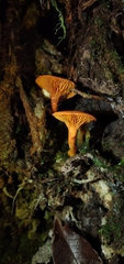 Erythrophylloporus