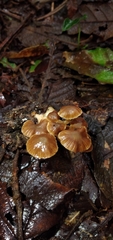 Cortinarius acutus