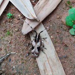 Blepephaeus succinctor