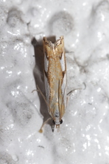 Catoptria pinella
