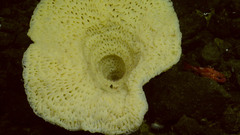 Pinulasma