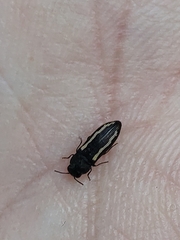 Acmaeodera saxicola