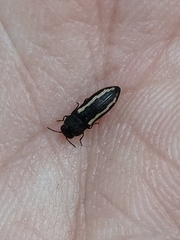 Acmaeodera saxicola