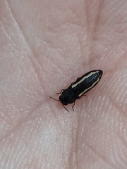 Acmaeodera saxicola